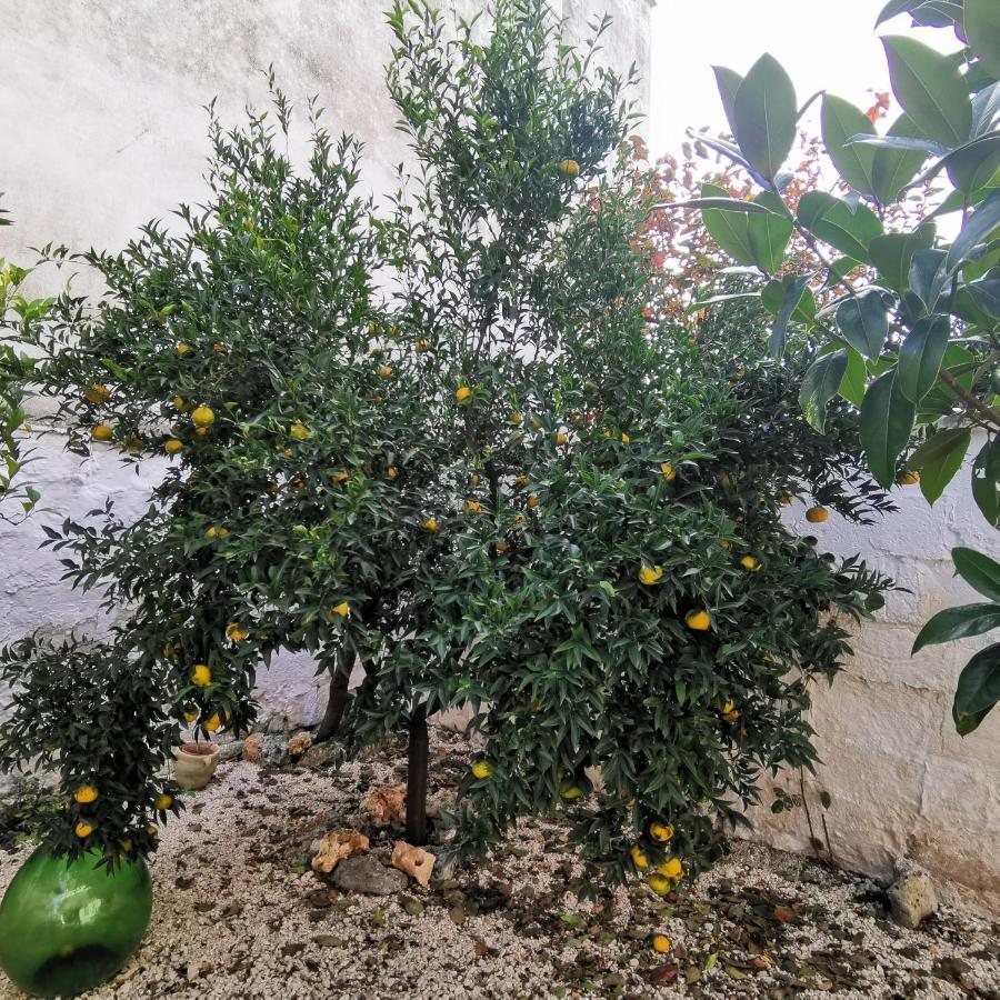 Casa Magnolia Montalbano (Apulia) Exterior foto